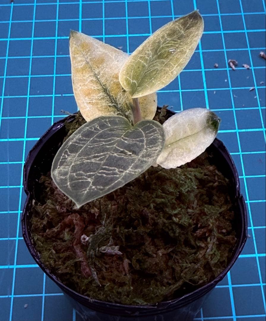 【斑入り】 ① マコデスペトラ