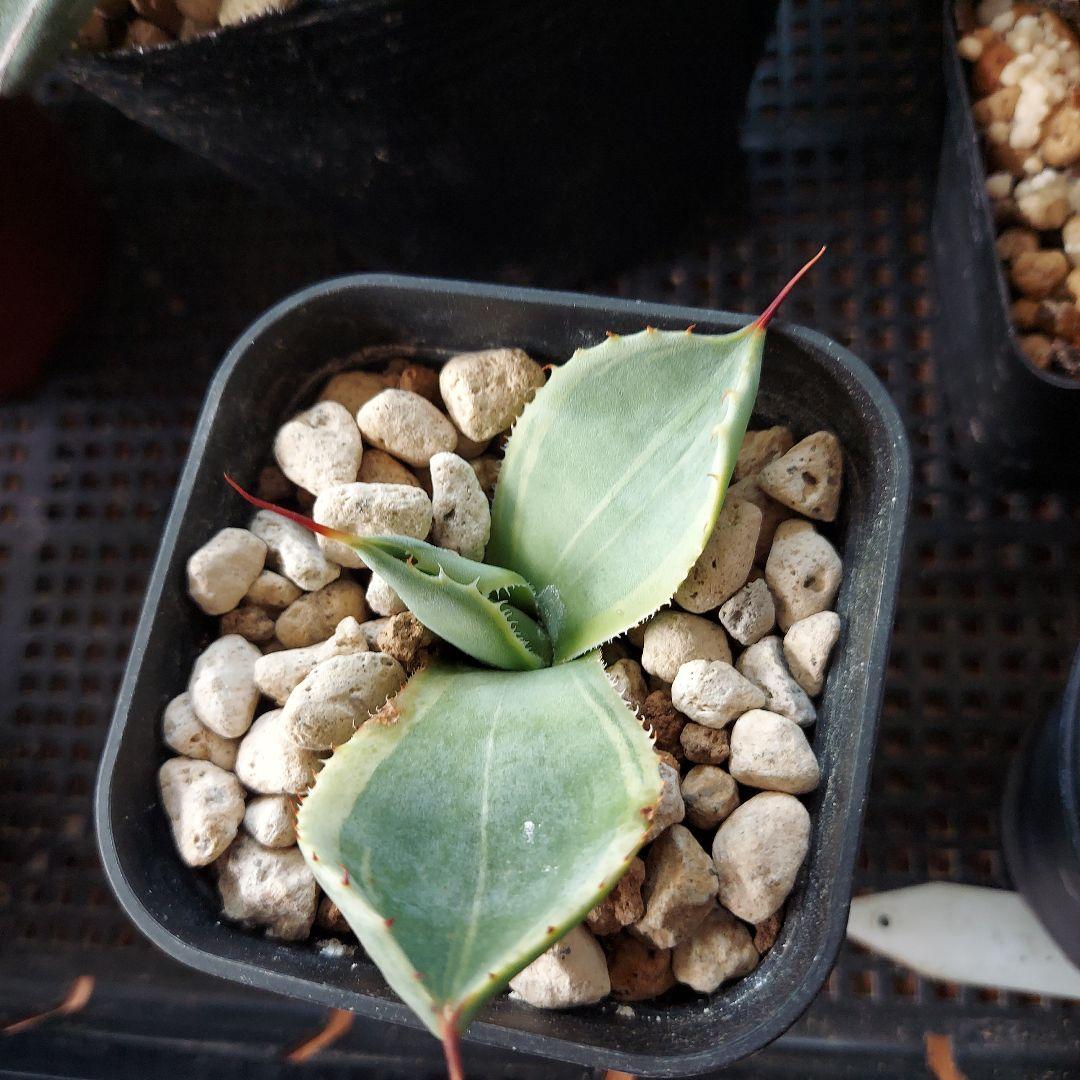 アガベ　まとめ　鉢のまま発送　メルカリ便