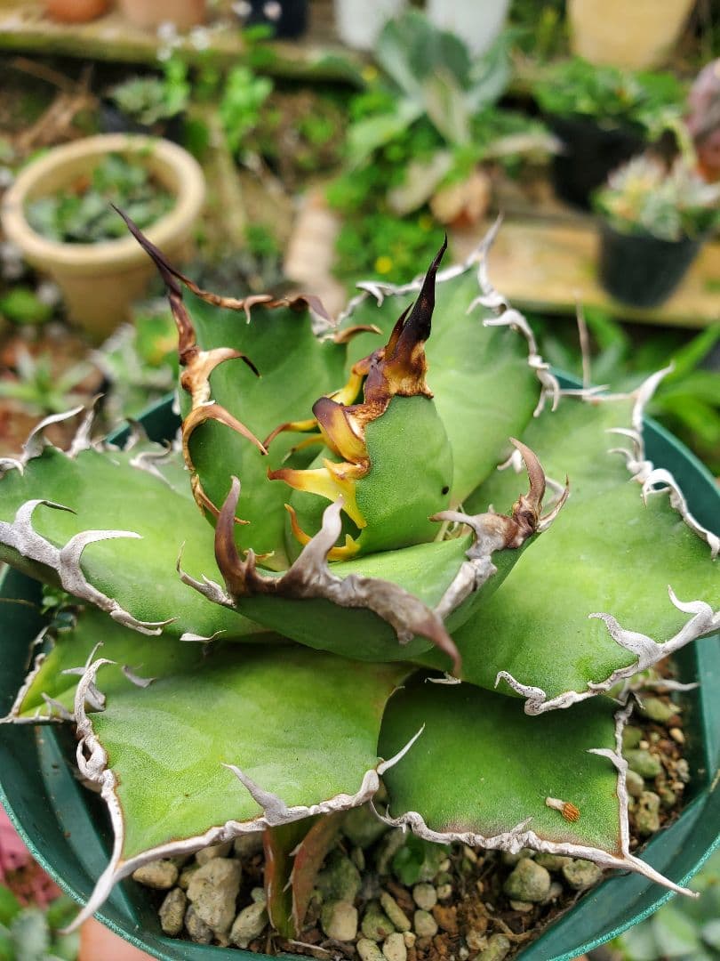 アガベチタノタFO-76  カエサル シーザー 凱撤  Agave