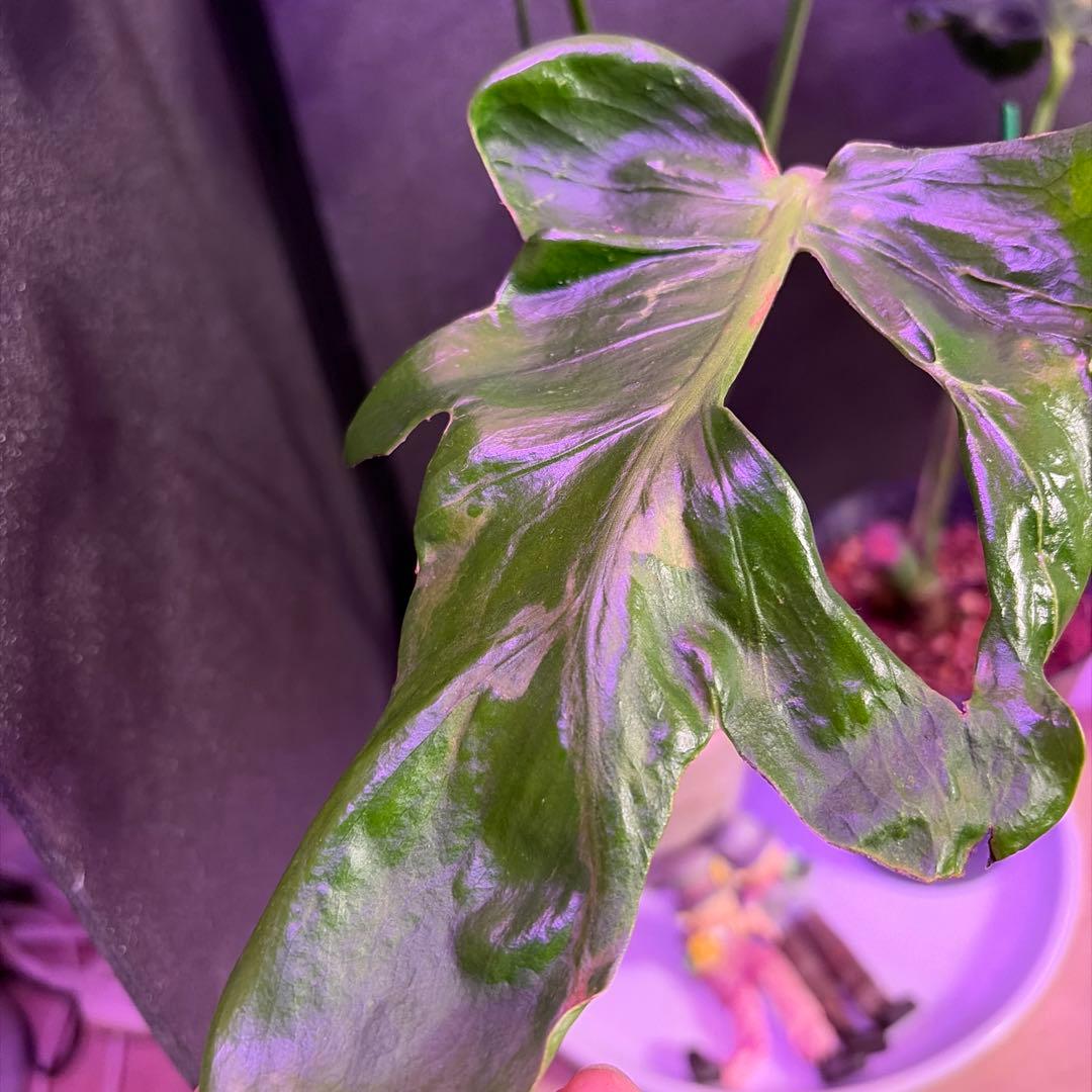 t*p様 奇跡的な一株‼️A モンステラデリシオーサ　ゾンビのミューテーション❣