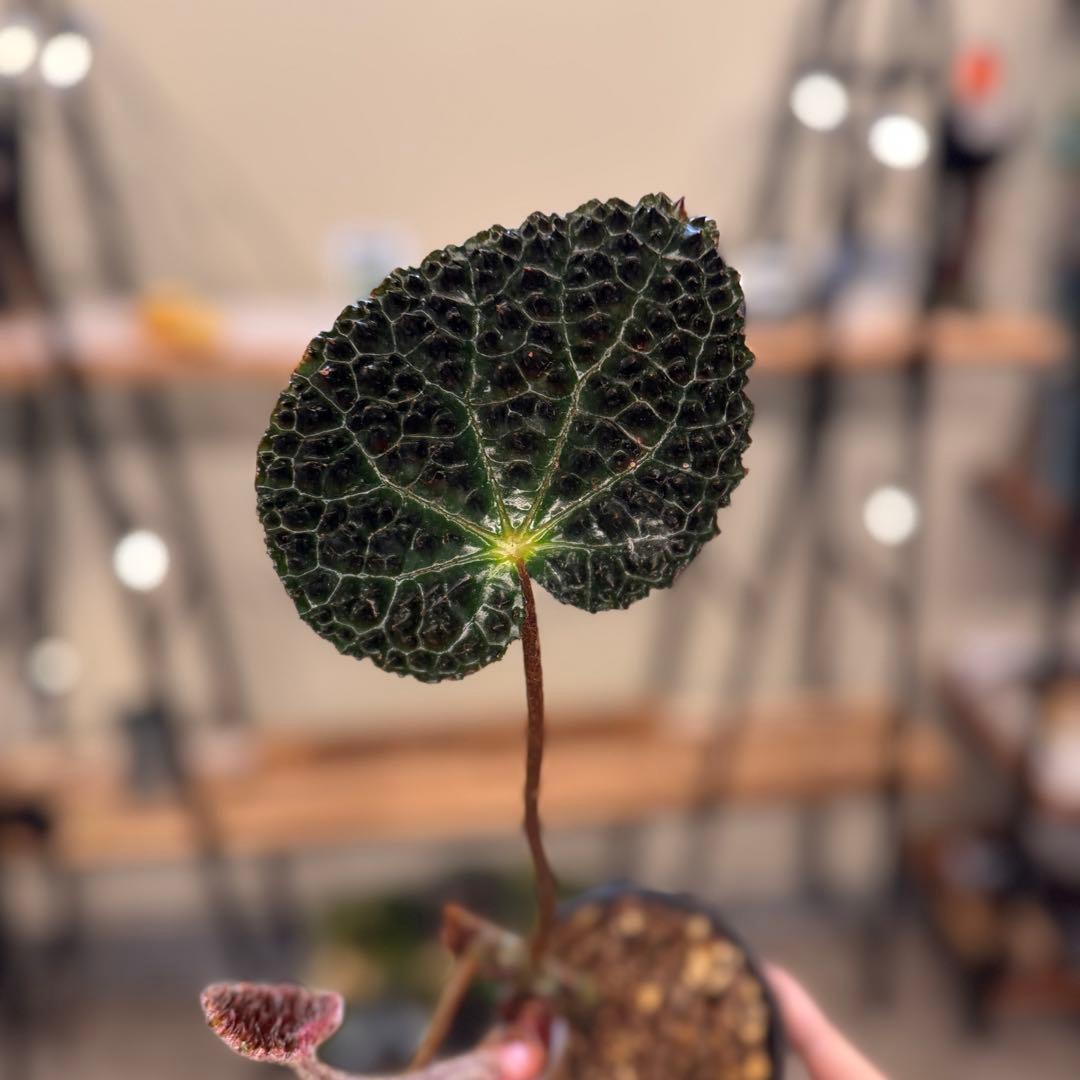 m*o様 54 ベゴニア　フェロックス　トゲトゲ