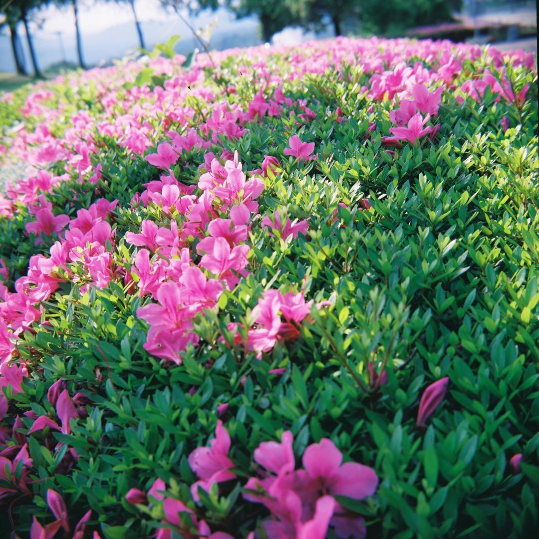 【整備済】RICOH FLEX Ⅶs 二眼レフ 作例有り