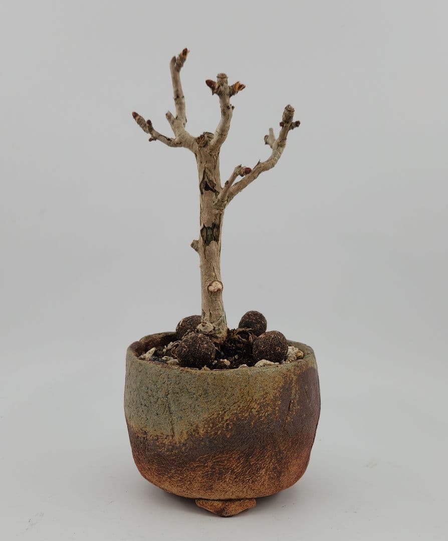 正月セール 10日まで 小品 銀杏盆栽 五葉松盆栽 真柏盆栽 懸崖 真柏 黒松