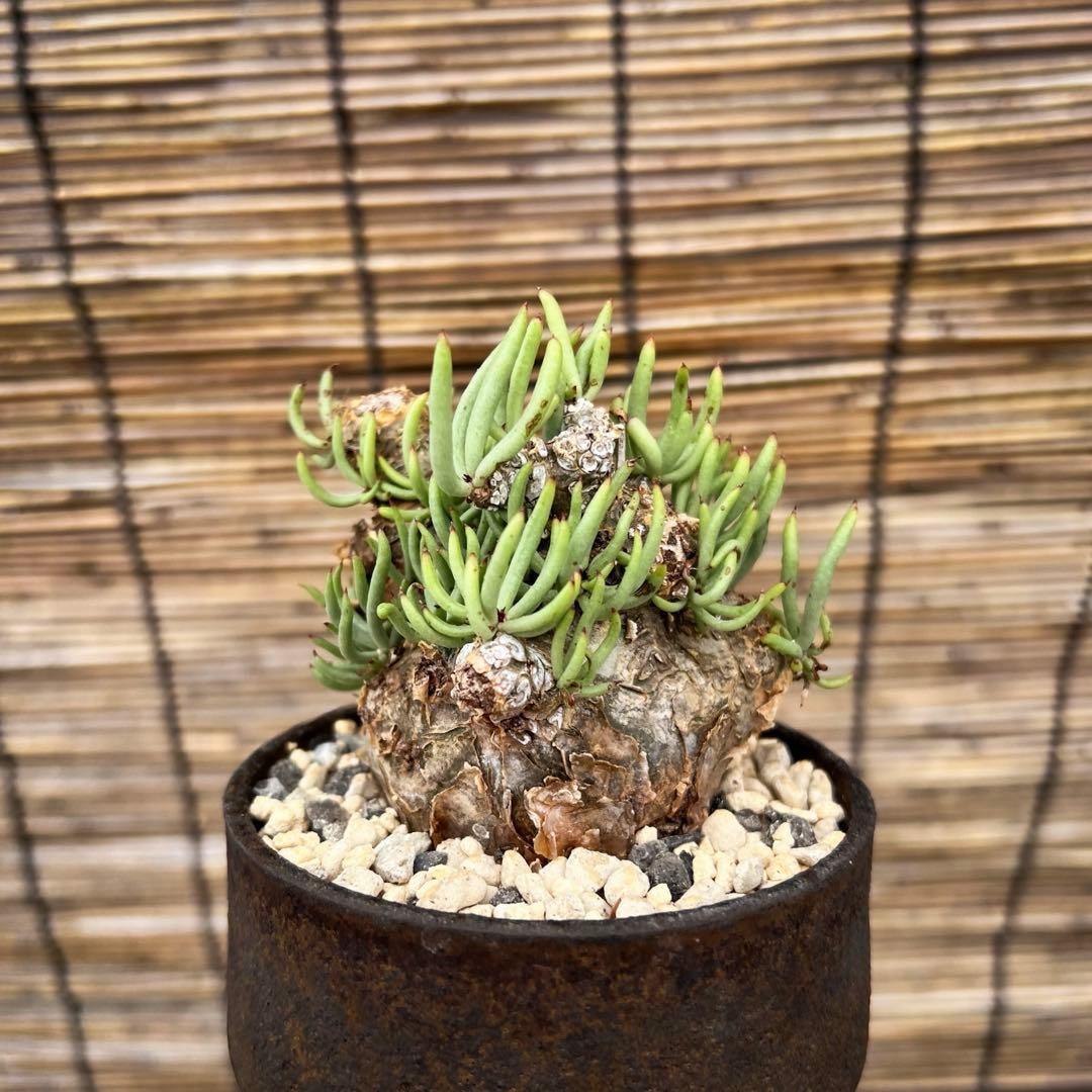 チレコドンぺアルソニー　白象　鉢付き