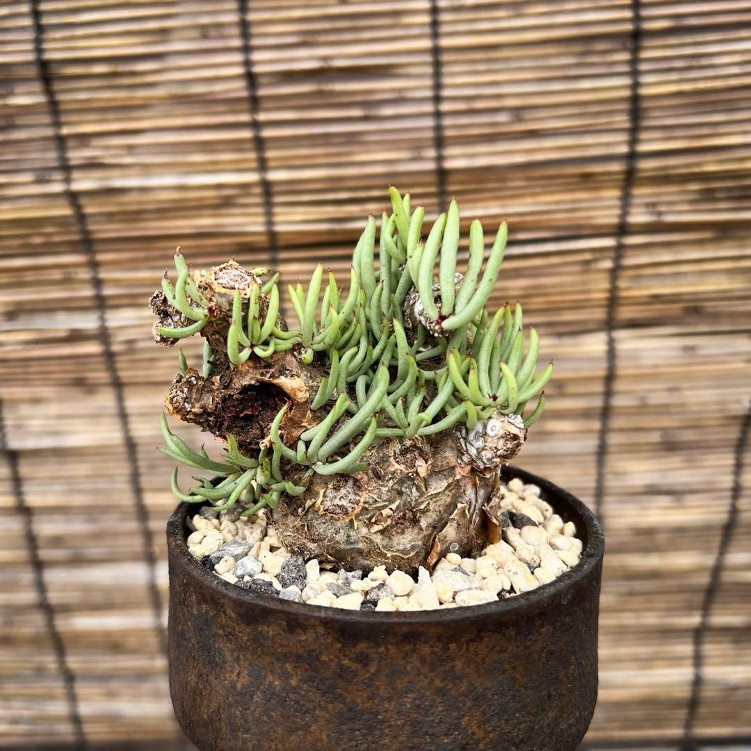 チレコドンぺアルソニー　白象　鉢付き