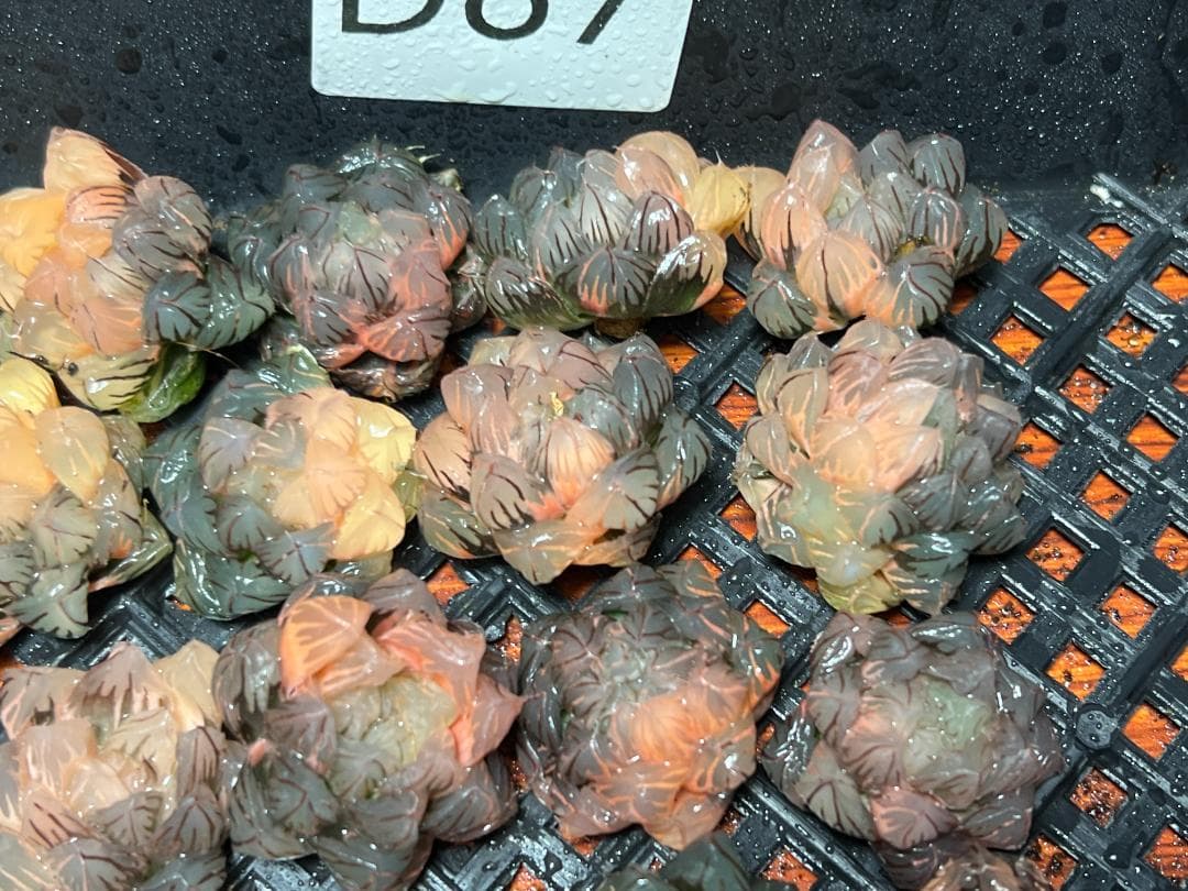 み*し様 多肉植物 ハオルチア　オブツーサ錦 水中月錦 超美品 25株セット