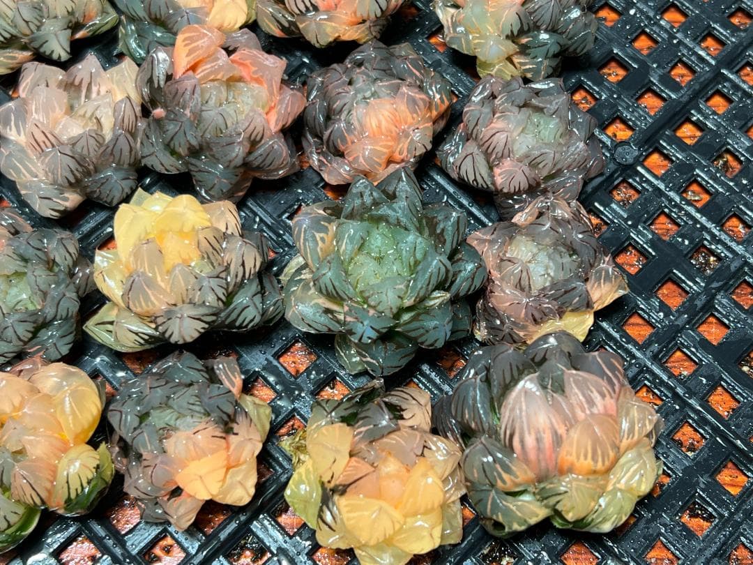 み*し様 多肉植物 ハオルチア　オブツーサ錦 水中月錦 超美品 25株セット