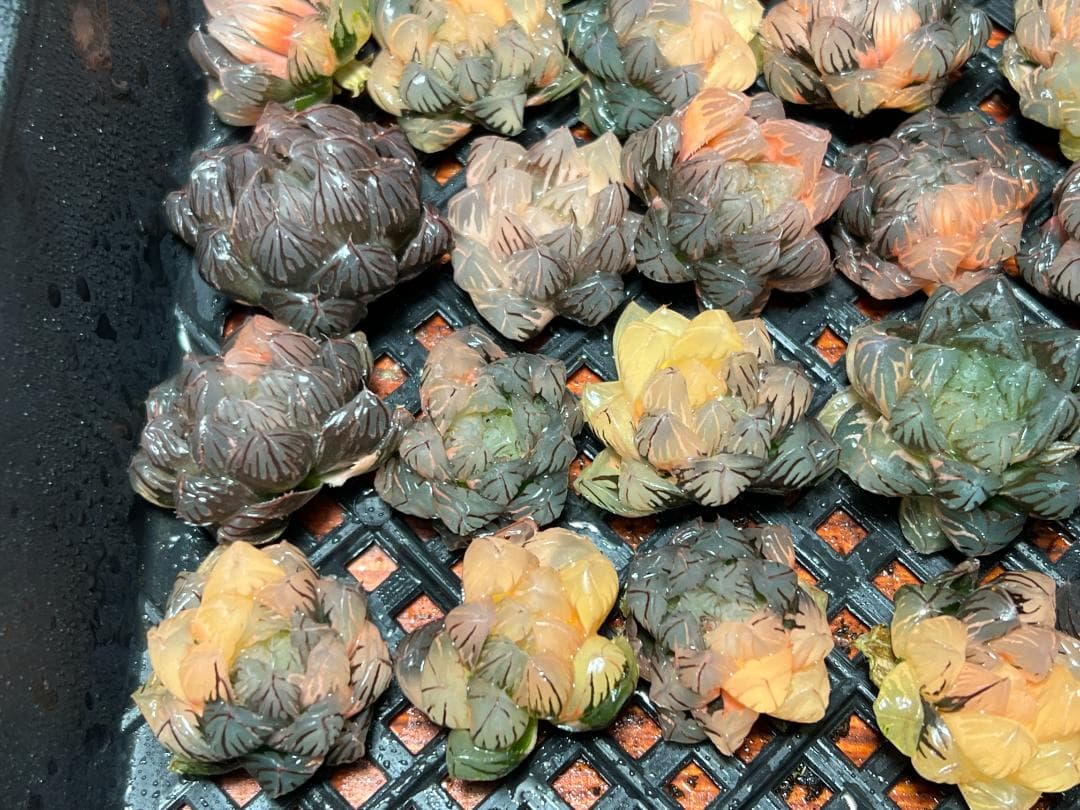 み*し様 多肉植物 ハオルチア　オブツーサ錦 水中月錦 超美品 25株セット