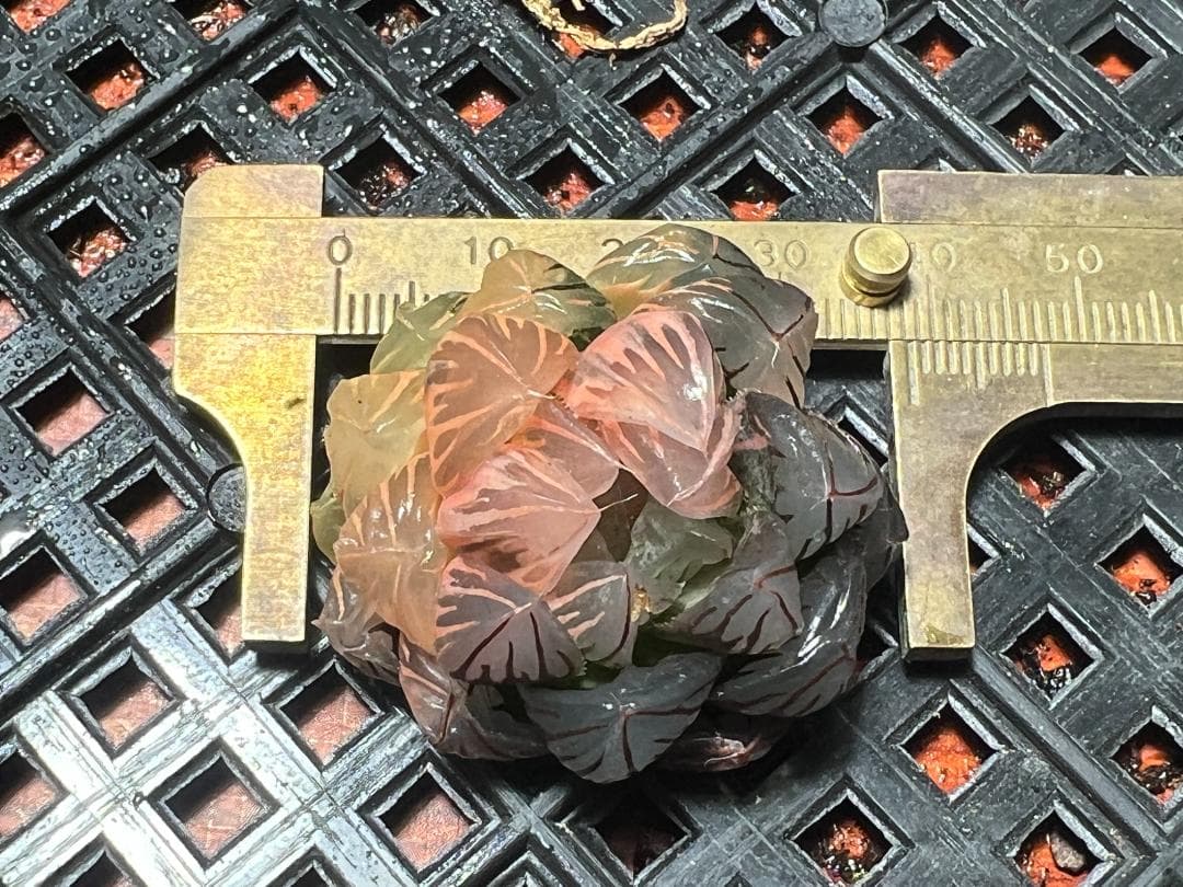 み*し様 多肉植物 ハオルチア　オブツーサ錦 水中月錦 超美品 25株セット