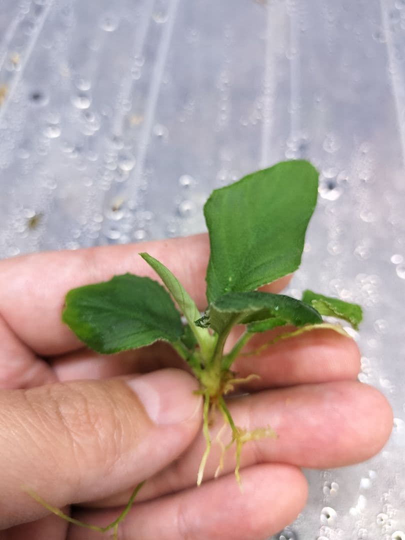 Homalomena sp.竜鱗 Riau【LA0815-01】ホマロメナ