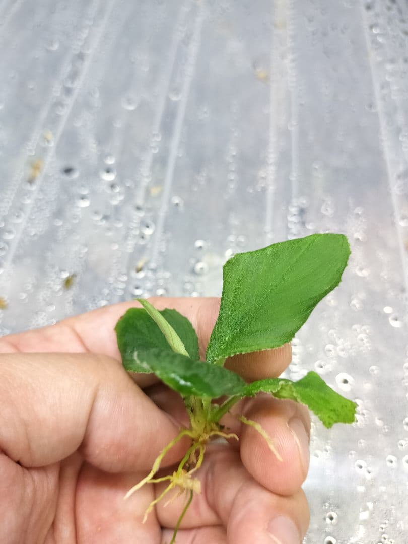 Homalomena sp.竜鱗 Riau【LA0815-01】ホマロメナ