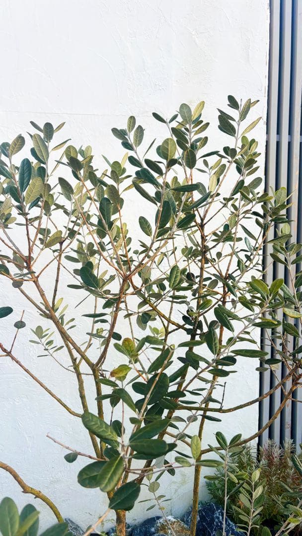 超美形。仕立てフェイジョア1.6M(鉢底から)幅1.0M 品番C