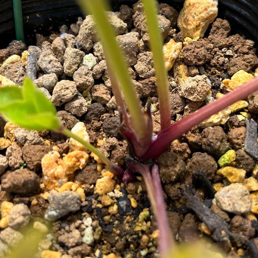 t*o様 ❤️根パンパン❤️沢山プックリ新芽❤️275⭐️極上品⭐️【ソレイユ】