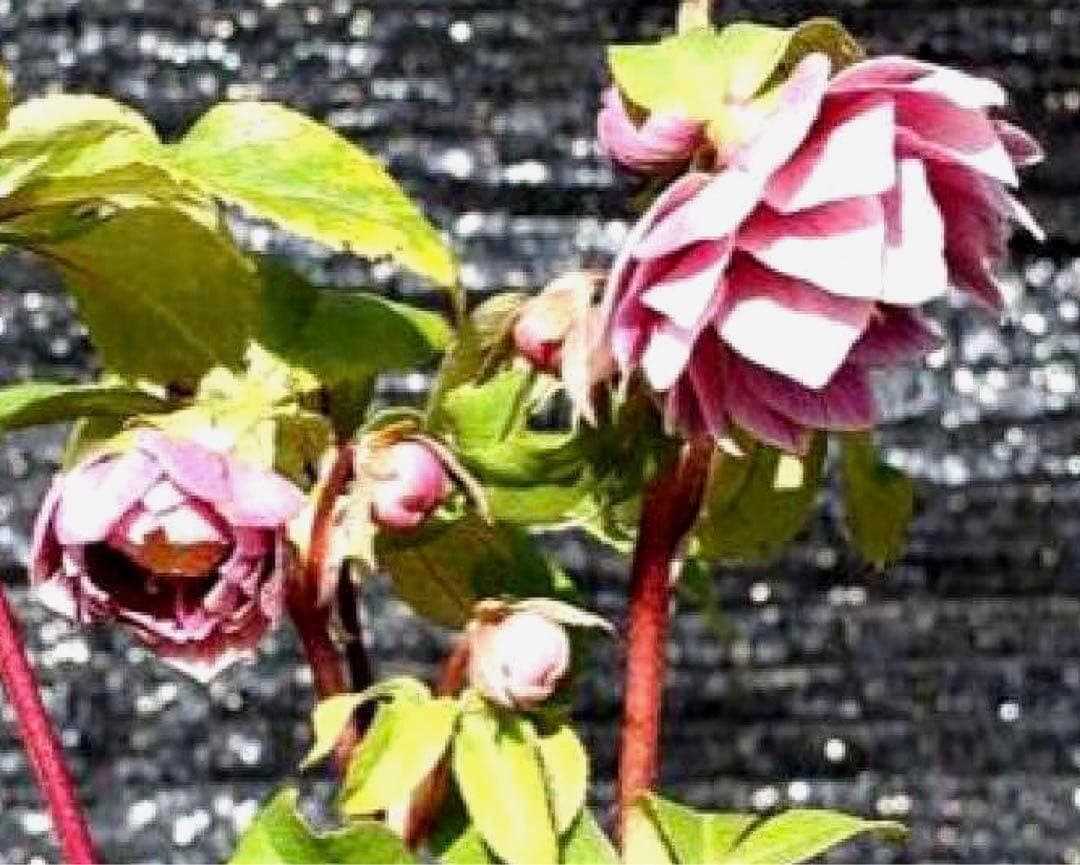 t*o様 ❤️根パンパン❤️沢山プックリ新芽❤️275⭐️極上品⭐️【ソレイユ】