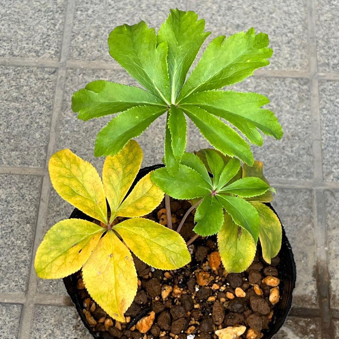 t*o様 ❤️根パンパン❤️沢山プックリ新芽❤️275⭐️極上品⭐️【ソレイユ】