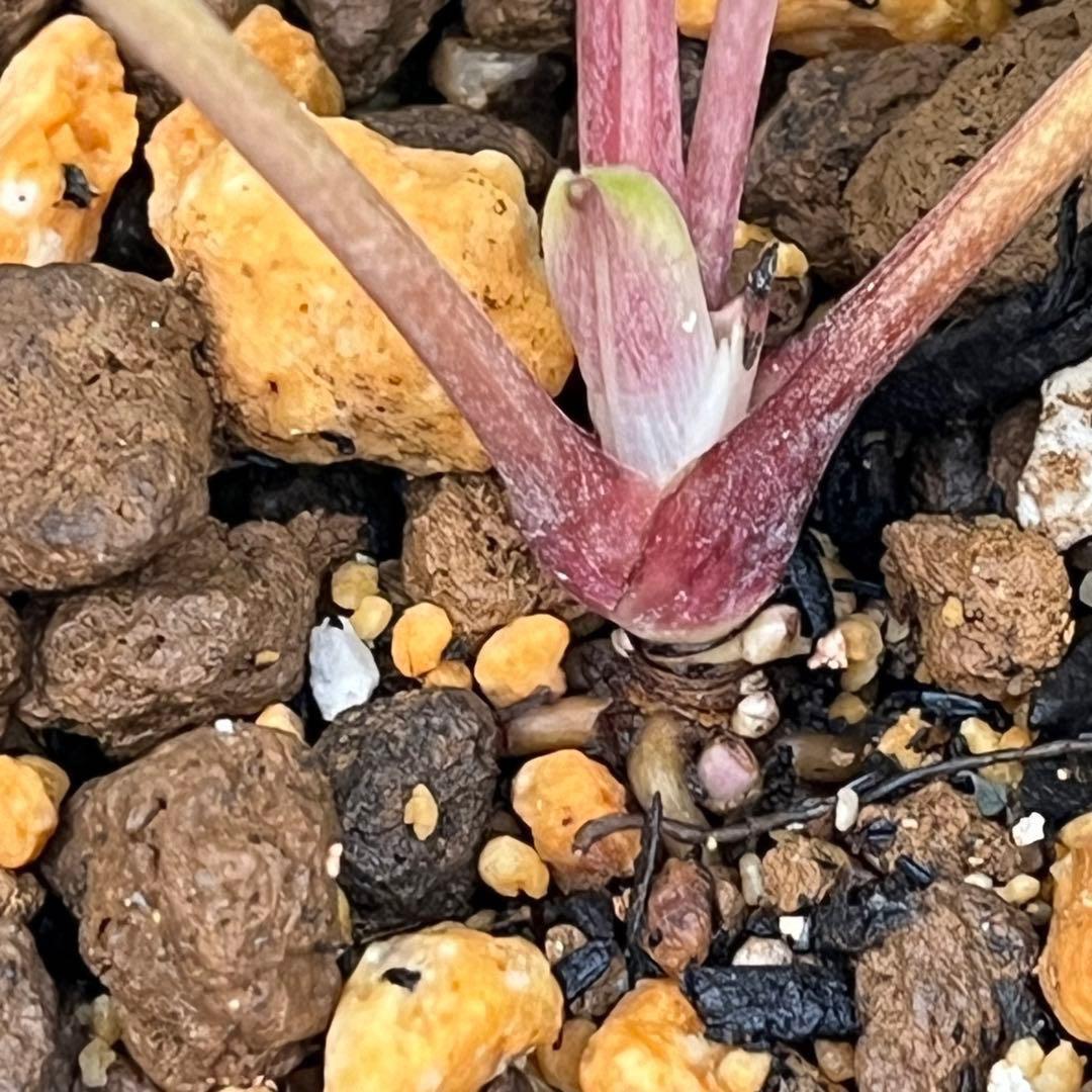 t*o様 ❤️根パンパン❤️沢山プックリ新芽❤️275⭐️極上品⭐️【ソレイユ】