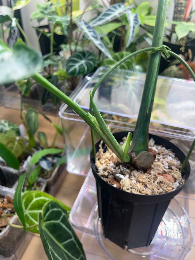 モンステラ デビルモンスター