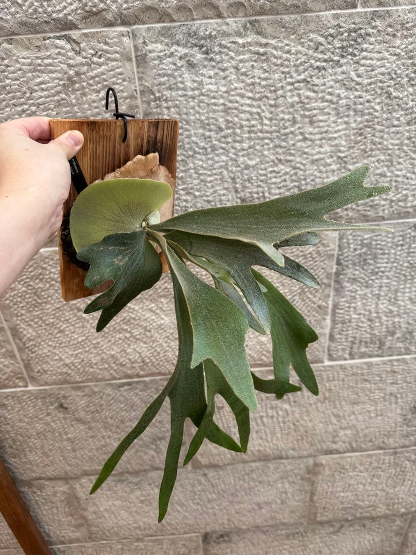 ビカクシダ P.Moomin ムーミン 子株 OC