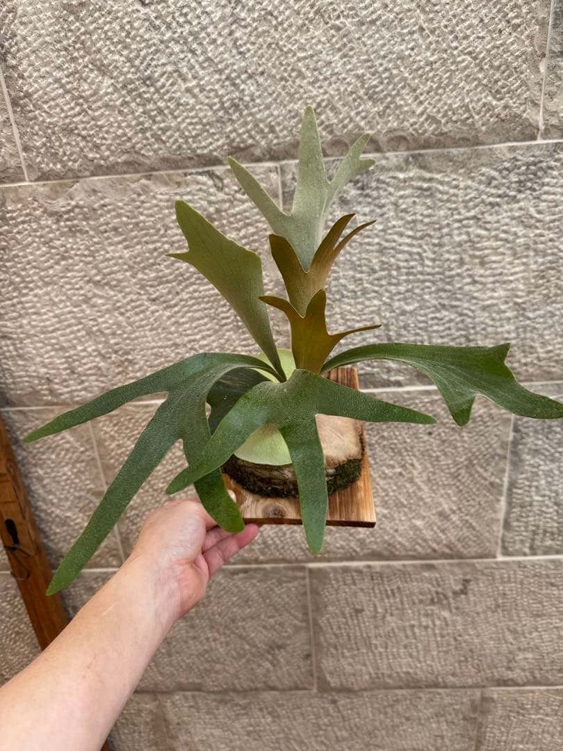 ビカクシダ P.Moomin ムーミン 子株 OC