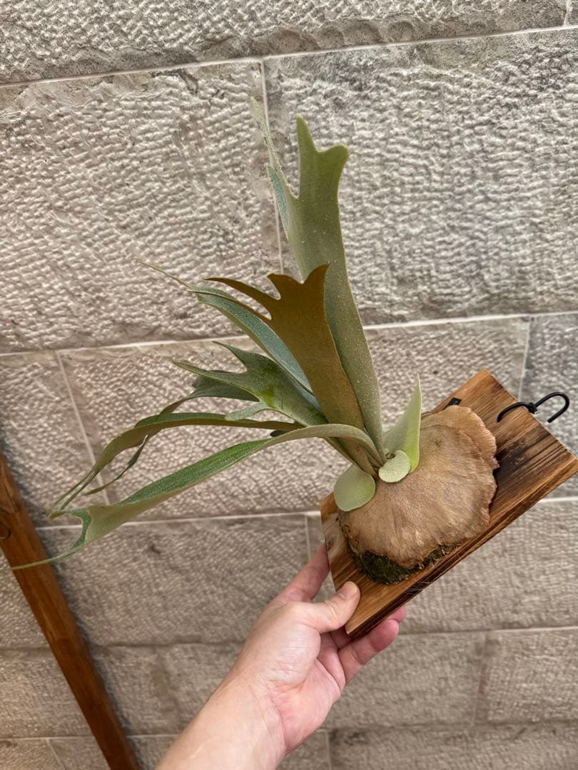 ビカクシダ P.Moomin ムーミン 子株 OC