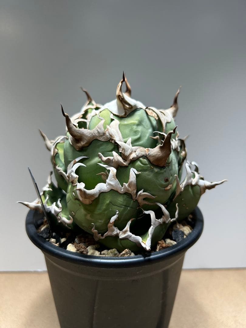 tony'sシーザーユッキーナ