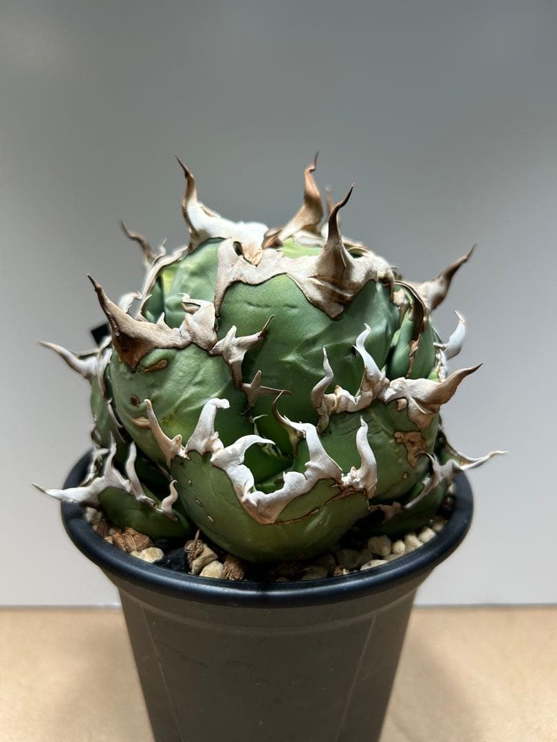 tony'sシーザーユッキーナ