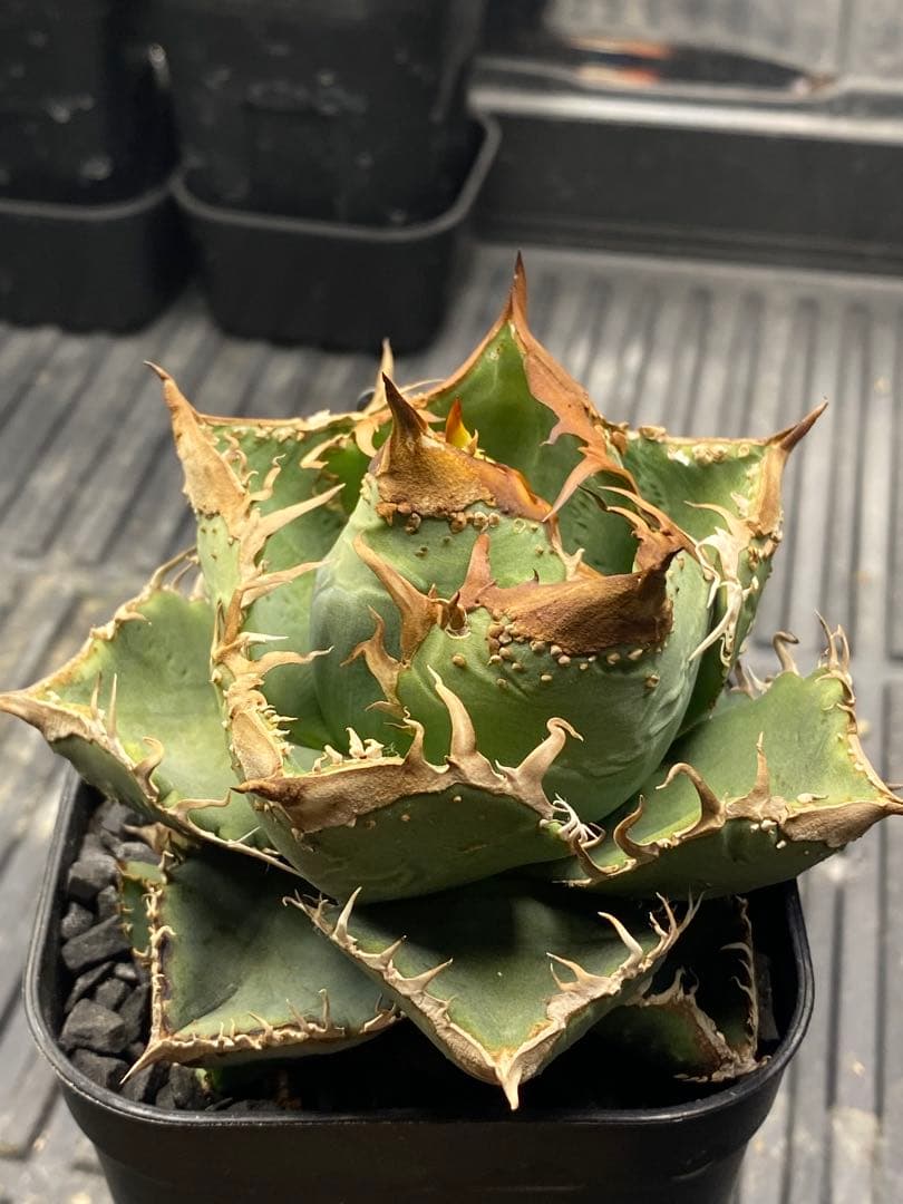 Lize 冰雹　親株画像有り　発根活着済み　連刺出るタイプ　ブツブツ