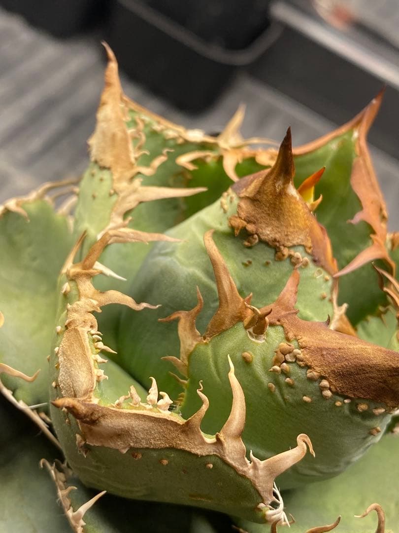 Lize 冰雹　親株画像有り　発根活着済み　連刺出るタイプ　ブツブツ