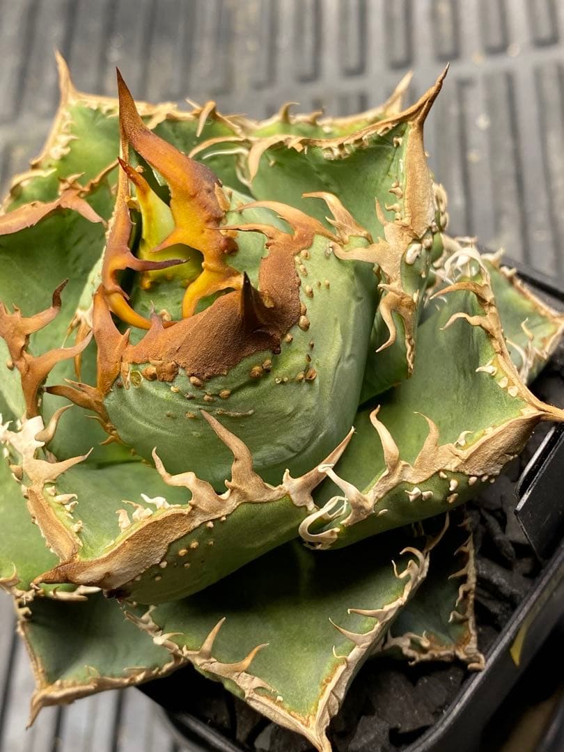 Lize 冰雹　親株画像有り　発根活着済み　連刺出るタイプ　ブツブツ