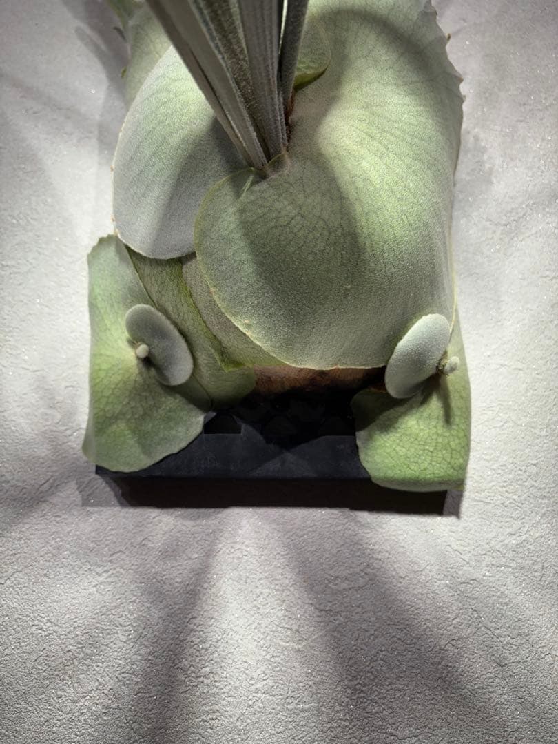 ビカクシダ　ハヌマーン　Hanuman レア