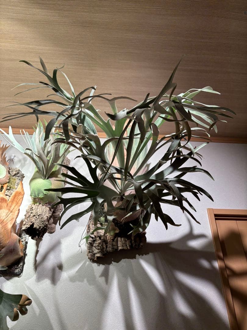 ビカクシダ　ハヌマーン　Hanuman レア