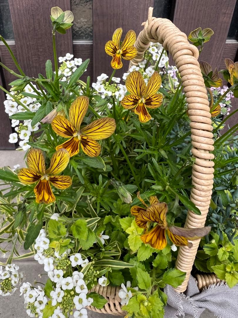 寄せ植え　花■みつばちと花畑