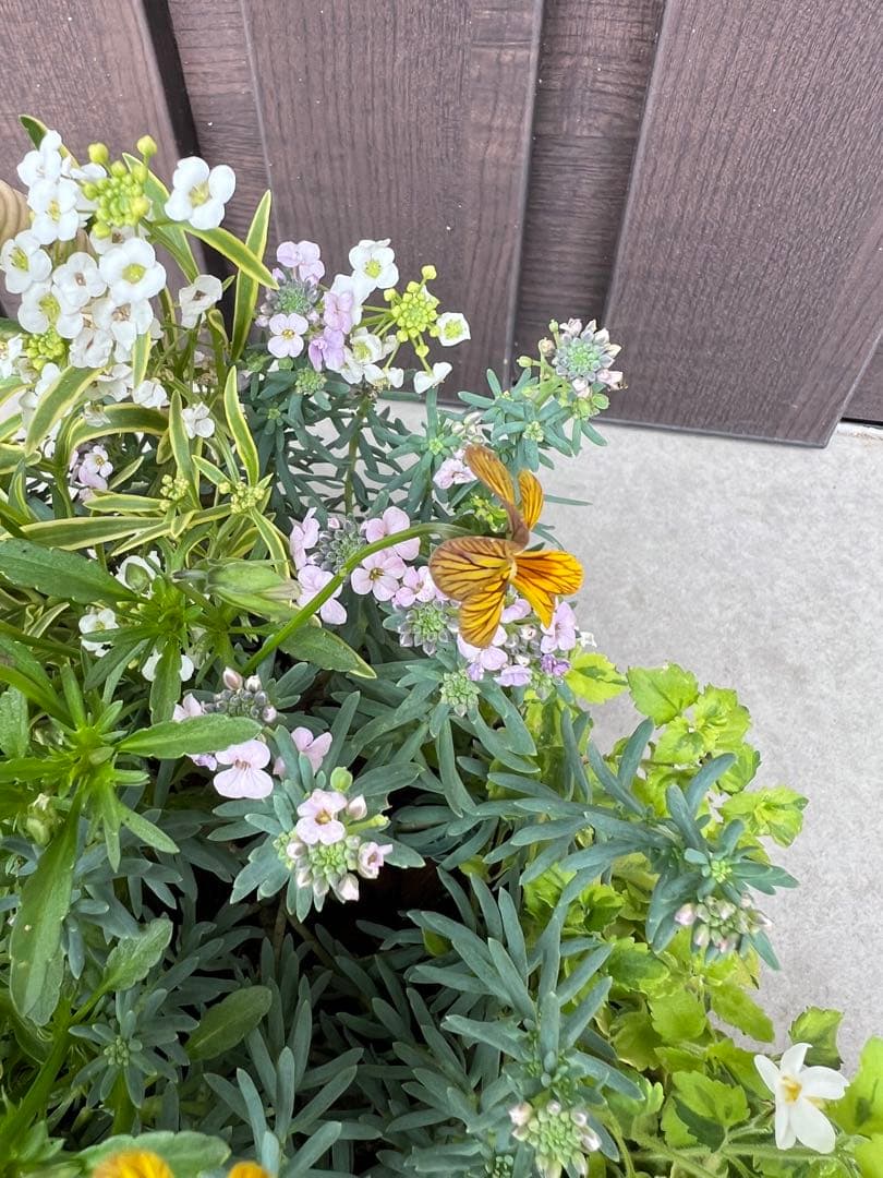寄せ植え　花■みつばちと花畑