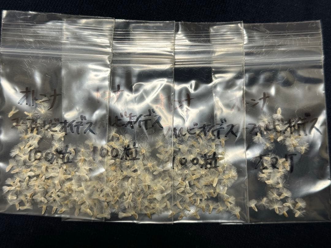 塊根植物・コーデックス ryunny5