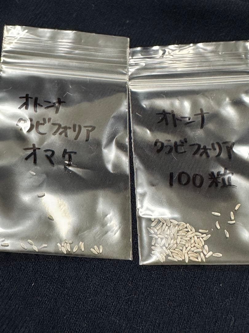 塊根植物・コーデックス ryunny5