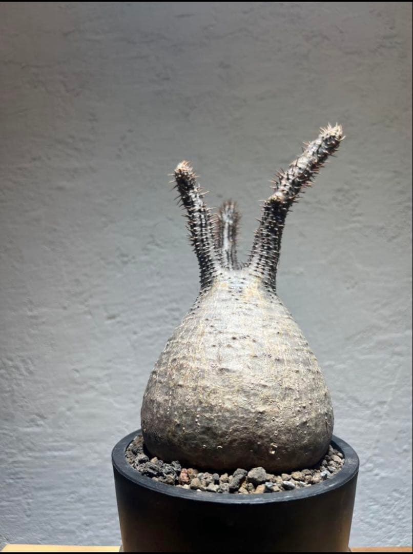 ハイライン　パキポディウム・グラキリス