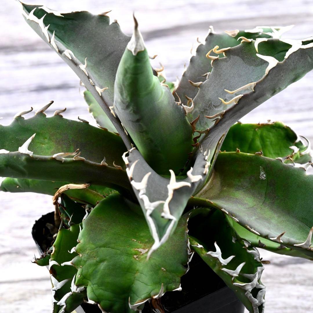 アガベ チタノタ 狂棘夕映 多肉植物 大株 管理番号 934