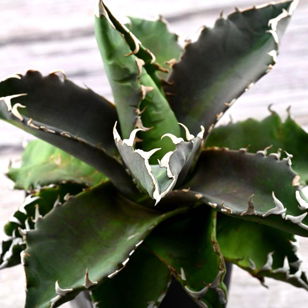 アガベ チタノタ 狂棘夕映 多肉植物 大株 管理番号 934