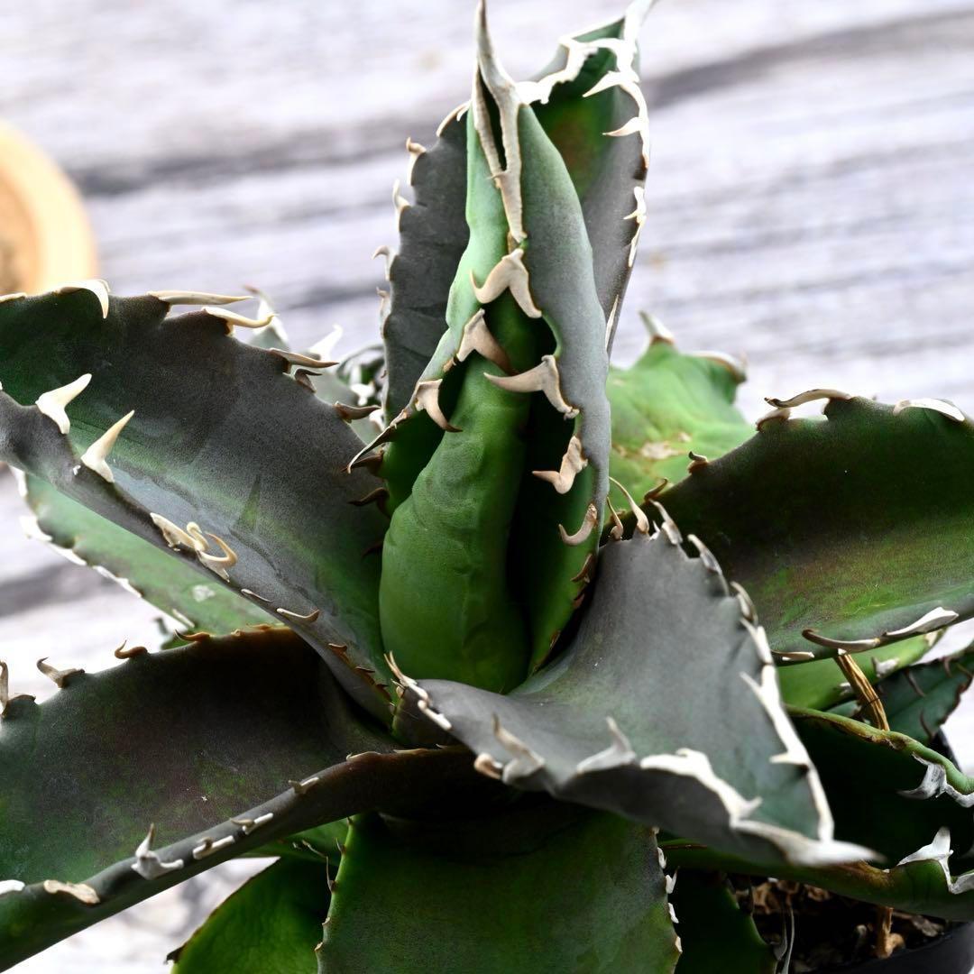 アガベ チタノタ 狂棘夕映 多肉植物 大株 管理番号 934