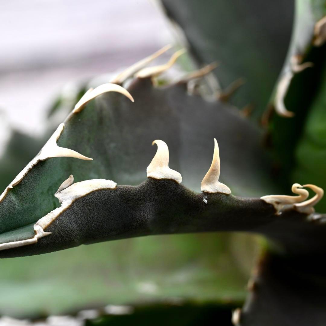 アガベ チタノタ 狂棘夕映 多肉植物 大株 管理番号 934