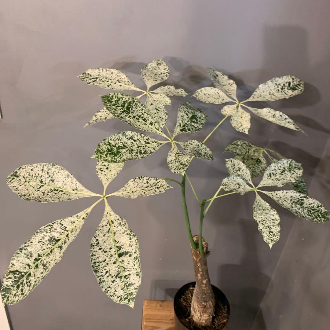 パキラ ミルキーウェイ 5号 4