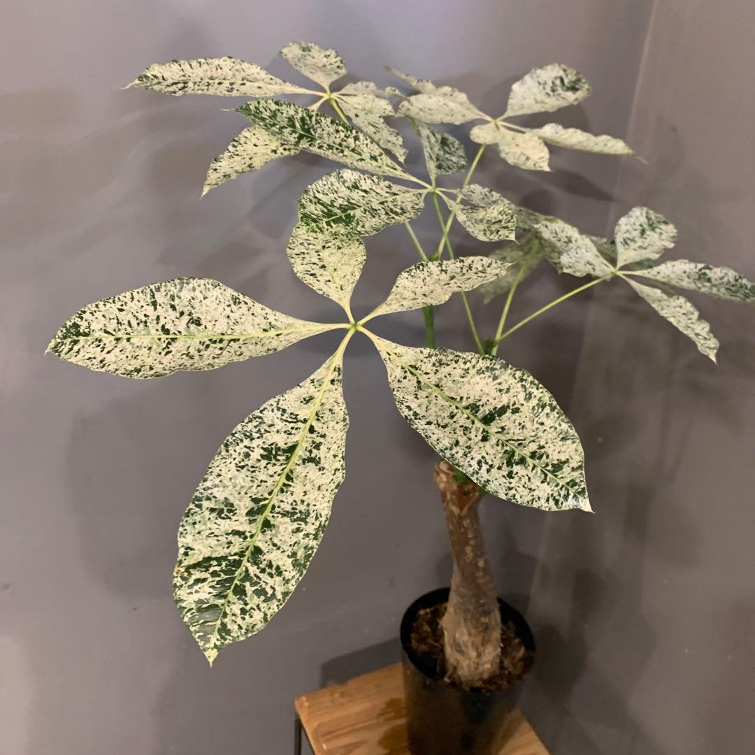 パキラ ミルキーウェイ 5号 4