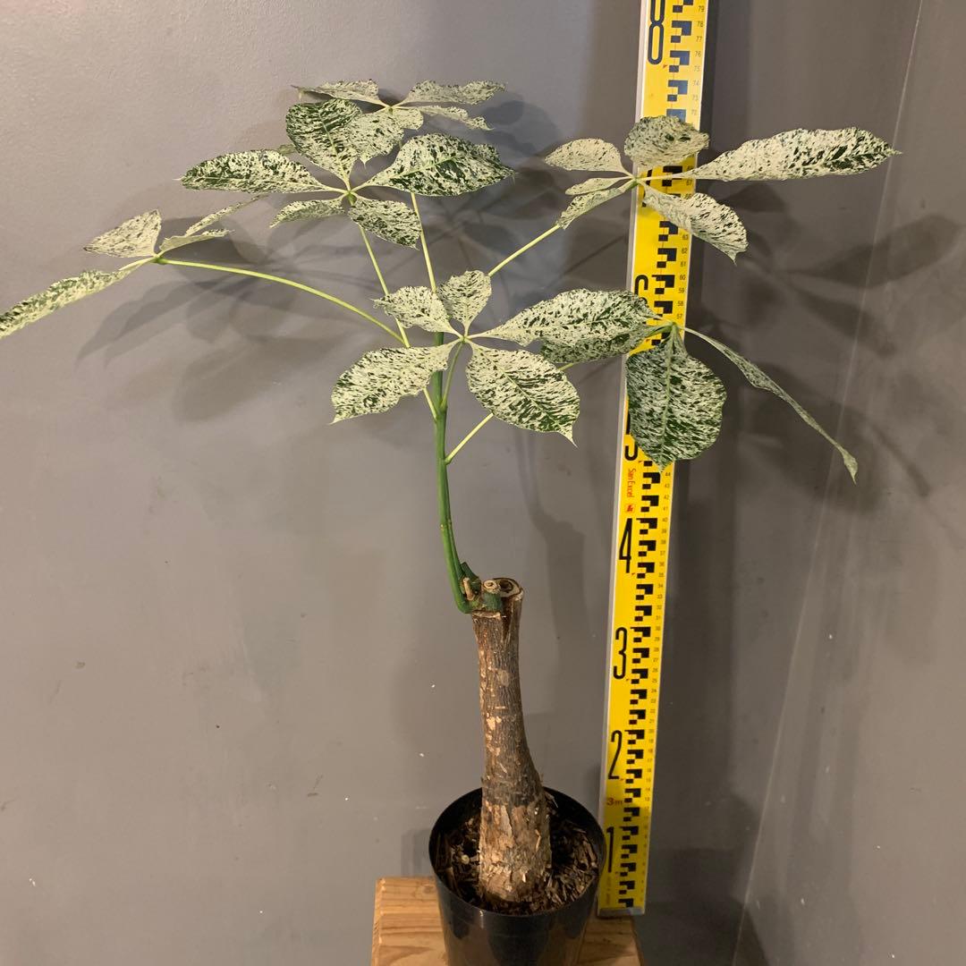 パキラ ミルキーウェイ 5号 4