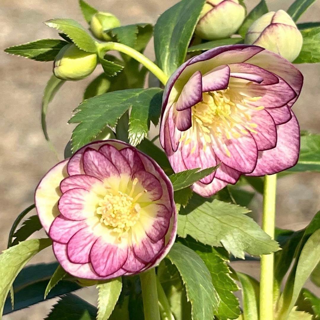 ˙*⋆様 ☘️極上☘️❤️根充実❤️しっかり新芽❤️3286⭐️フジタ⭐️超小輪