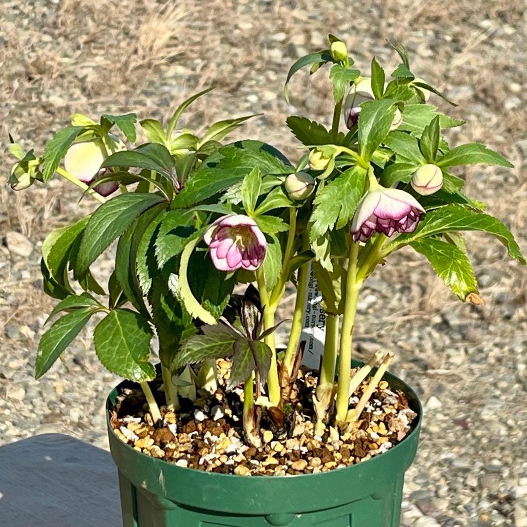 ˙*⋆様 ☘️極上☘️❤️根充実❤️しっかり新芽❤️3286⭐️フジタ⭐️超小輪