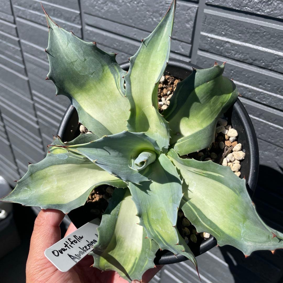 アガベ好きのねこ様