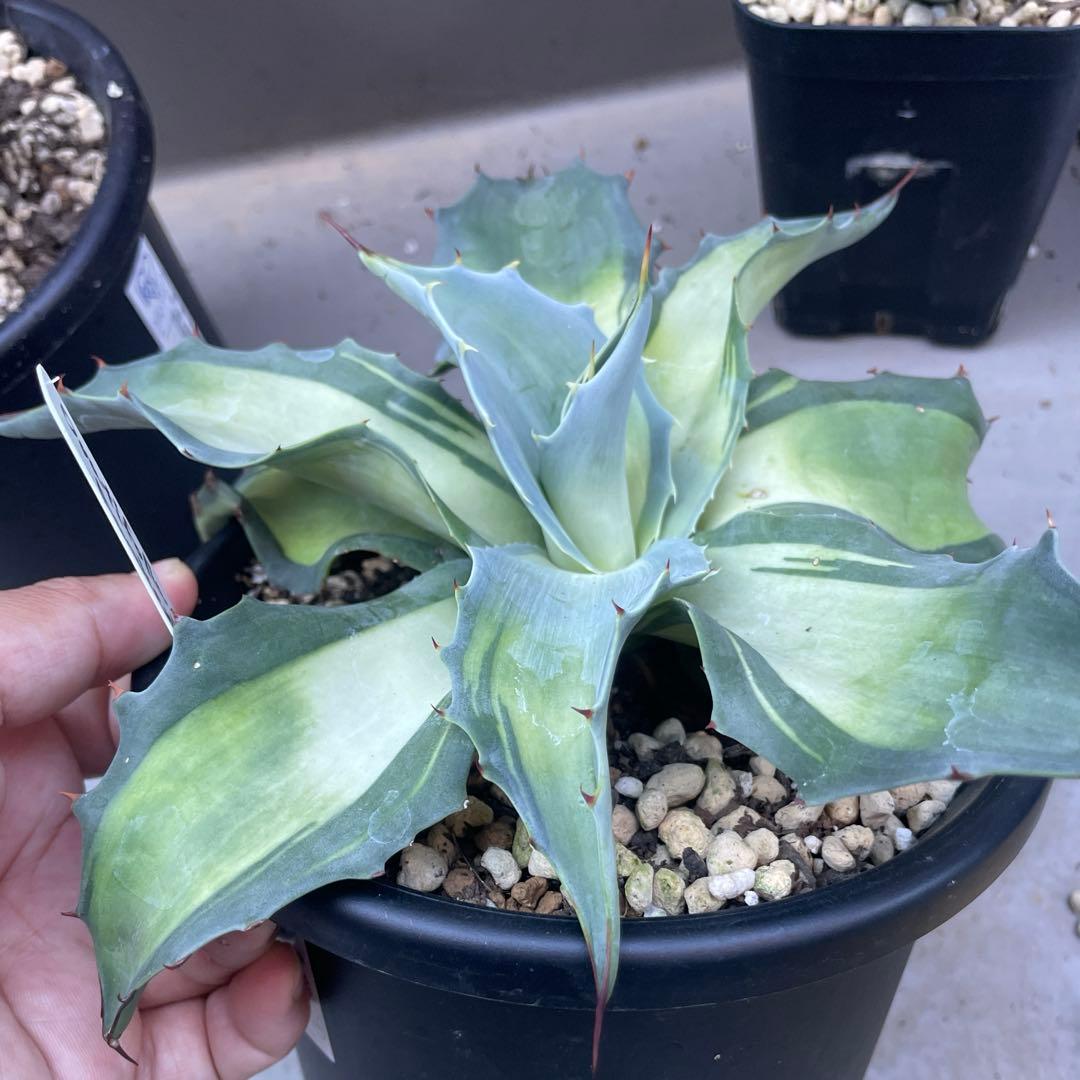 アガベ好きのねこ様