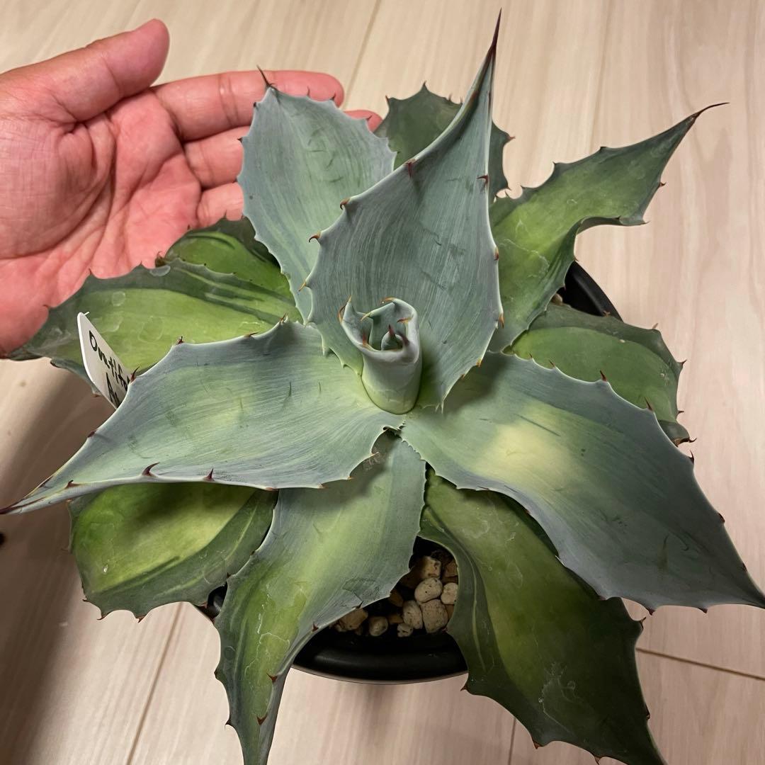 アガベ好きのねこ様