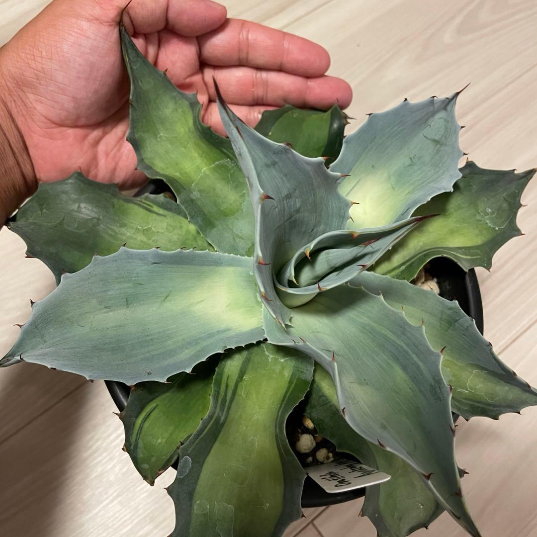 アガベ好きのねこ様