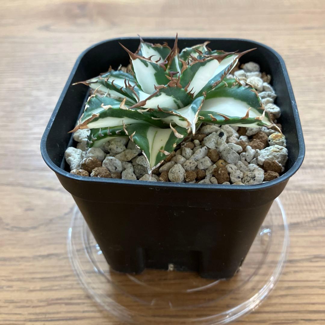 バ*ル様 確認用【初売りオークション】105 アガベ　太陽神錦　TC